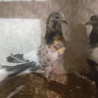 پلنگ سبز