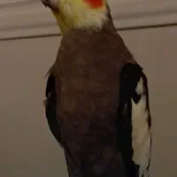 عروس گمشده به یابنده مژدگانی زیاد داده میشود