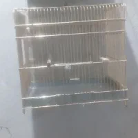 سهره نر|پرنده|خوی, |دیوار