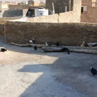 کبوتر|پرنده|شیراز, شهرک مهرگان|دیوار