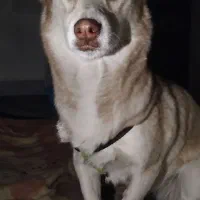 سگ هاستینگ پا کوتاه