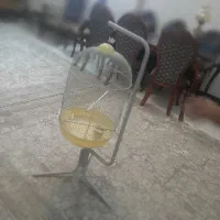 قفس عروس و مرغ عشق