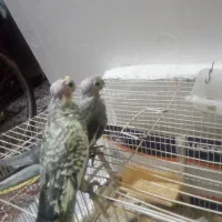 عروس هلندی جوجه