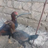 مرغ خروس لاری