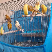 قناری جفت و تکی|پرنده|سیرجان, |دیوار