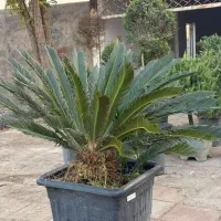 پالم سیکاس مورت شمشاد لگستروم لاوسون و کامیس