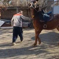 اسب نجیب (تندر)