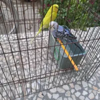 یک جفت مرغ عشق