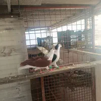 کبوتر چادری|پرنده|ری, علایین|دیوار