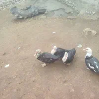 هستم|پرنده|بزینه رود, |دیوار