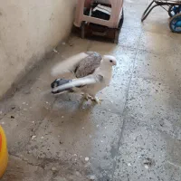 یک جفت کبوتر بلژیکی یک جفت جوجه وتخم