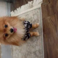 سگ پامرانین