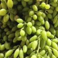 غوره آبدار عسگر