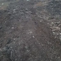 کود دامی گوسفندی