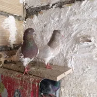 کفتر جفتگاه