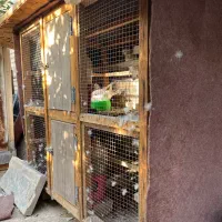 فروش قفس به همراه ۶کبوتر
