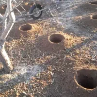 چاله کنی برای کاشت نهال|خدمات باغبانی و درختکاری|خسروشاه, |دیوار