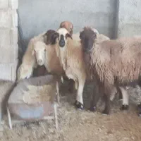 10،میش آبستن دور نزدیک دو قدچ|حیوانات مزرعه|وحدتیه, |دیوار