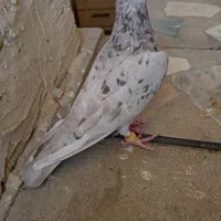 کبوتر نامه بر|پرنده|کنگاور, |دیوار