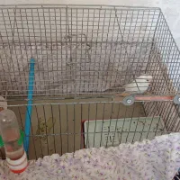 مرغ عشق نر|پرنده|کرمانشاه, |دیوار