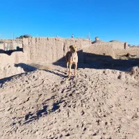 سگ گله جناور دیده|سگ|سرایان, |دیوار