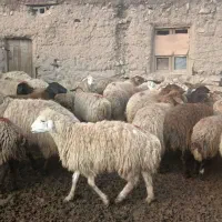 گوسفند داشتی|حیوانات مزرعه|جلگه شوقان, |دیوار