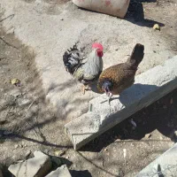 فروش یا معاوضه