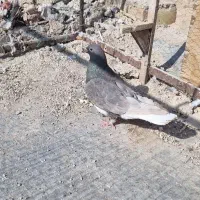 ماده شهری سرکه ای عتیقه|پرنده|شیراز, بازار|دیوار