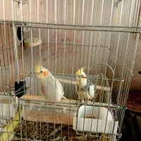 عروس هلندی نروماده  مولد