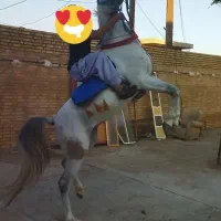 نریون دوسر وارداتی