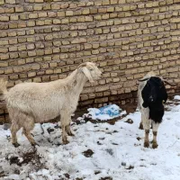 فروش|حیوانات مزرعه|زاوه, |دیوار