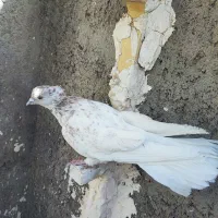 کله خالددار نر