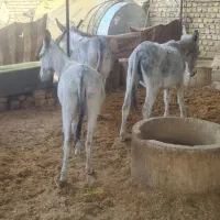 خر یا الاغ کله ی|حیوانات مزرعه|خمینی‌شهر, |دیوار