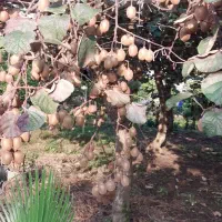 کیوی هایوارد|عمده‌فروشی|چابکسر, |دیوار