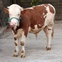چهار راس گوساله نر سیمینتال قرمز و قهوایی و مونت