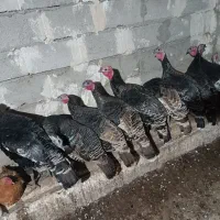 بوقلمون طبیعی و اصل روستا