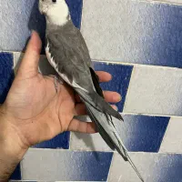 عروس هلندی نر وایت فیس بالغ رام لوتینو آلبینو