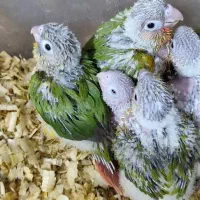 جوجه گیرینچیک