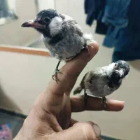 مرغ مینا|پرنده|اهواز, کوی شاهد|دیوار