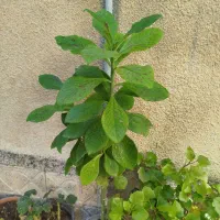 گلهای شاداب