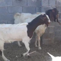 بز پاکستانی پازن نربز کهره|حیوانات مزرعه|رونیز, |دیوار