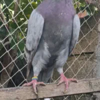 فروش کبوتر پرشی به تضمین