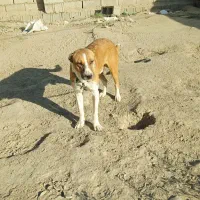 سگ افقانی ۲ساله معاوضه با سگ|سگ|مشهد, چهاربرج|دیوار