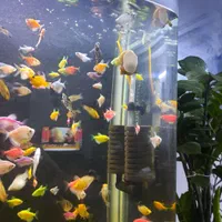 آکواریوم شیشه خم شرکتی|ماهی|رباطکریم, رباطکریم|دیوار