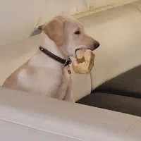 واگذاری توله سگ لابرادور رتریور ۵ ماهه