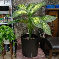 کود و گلدان