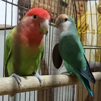 کوتوله های جذاب