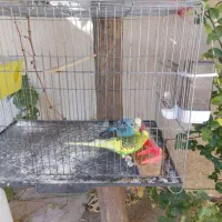 مرغ عشق جفت جوان با قفس