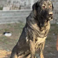 سگ پژدر