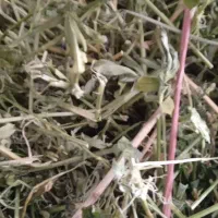 فروش یونجه چین دوم